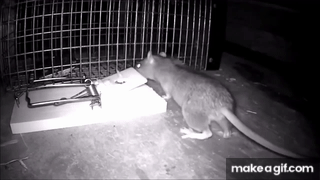 Heavy Duty Mouse Trap 🐭⚡ | Reusable Washable Easy & Effective Mice Catcher 💪